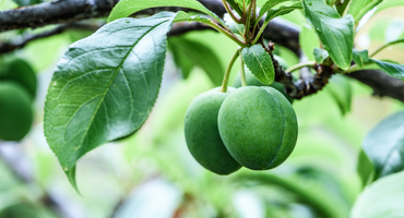 KAKADU PLUM