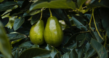 AVOCADO OIL